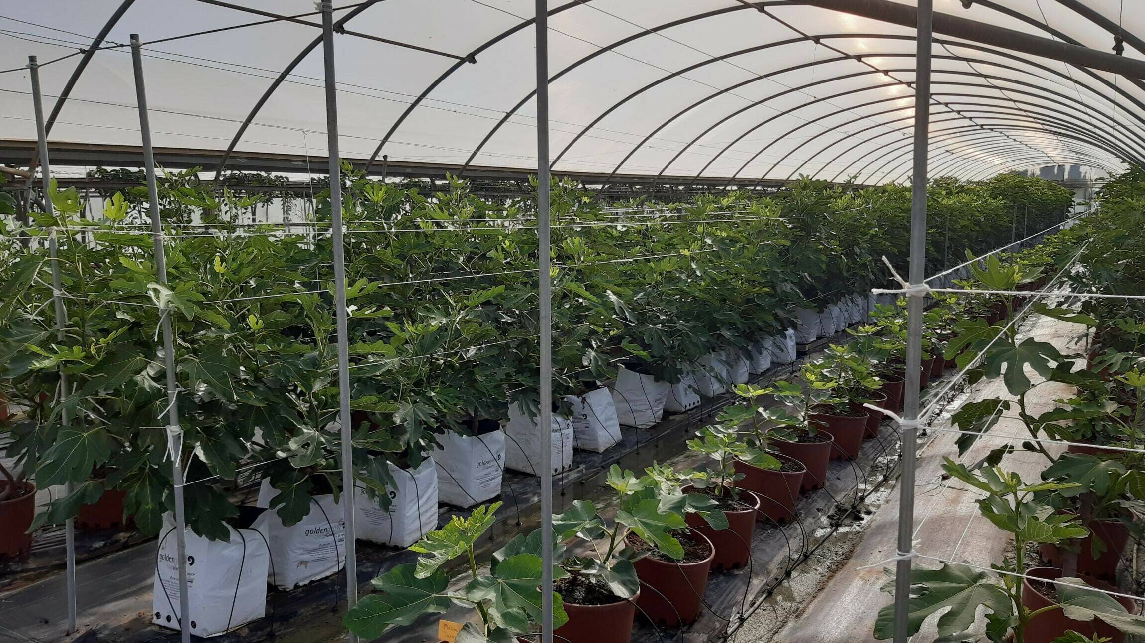 projar-superintensivo-higueras-invernaderos|projar-superintensivo-higueras-invernaderos